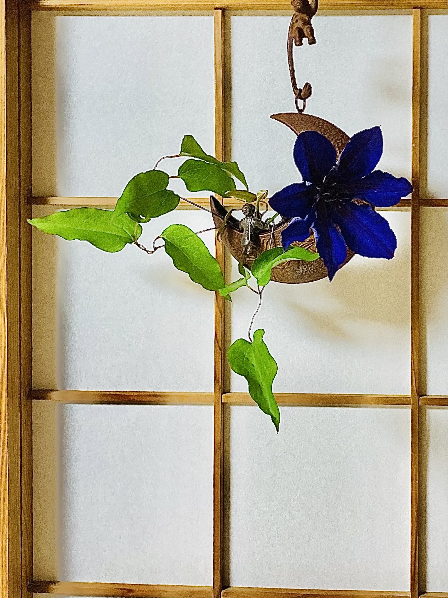 万葉抄 洋花クレマチス 青紫色に魅せられて 街暮らしの身近な茶花